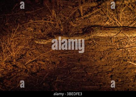 Python rock africain la nuit à l'honneur dans le parc national Kruger, Afrique du Sud, Afrique Banque D'Images