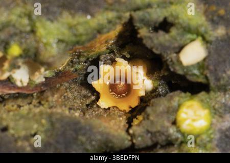 Champignon de l’étoile filante (Sphaerobolus stellatus) Banque D'Images