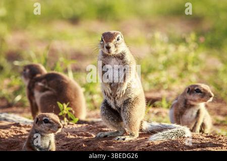 Écureuils terrestres dans le sable dans le parc transfrontalier de Kgalagadi, Afrique du Sud, Afrique Banque D'Images