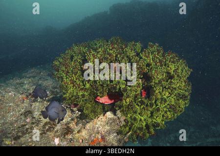 Arbre vert corail (Tubastrea micranthus) Banque D'Images