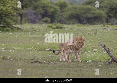 Couple d'accouplement de Lions marchant dans l'herbe dans le parc national d'Etosha, Namibie, Afrique Banque D'Images