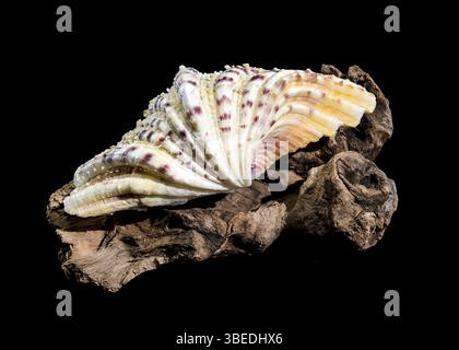 Gros plan d'un hippopus hippopus, également connu sous le nom de palourde de sabot de cheval, avec sa coquille striée distinctive avec des motifs violets et orange, placé dessus Banque D'Images