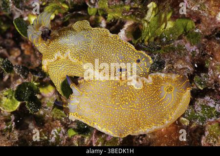 Escargot étoilé jaune-violet (Felimare Picta Hypselodoris picta) Banque D'Images