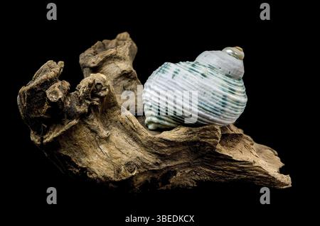 Une superbe exposition de Green-Striped Marine Shell Turbo Imperialis, élégamment placé sur du bois flotté texturé, mis en évidence sur un fond noir pour Banque D'Images
