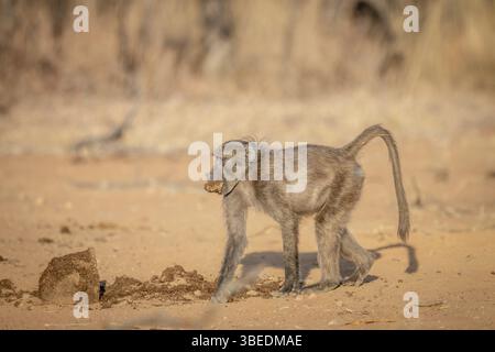Chacma babouin marchant dans la brousse dans la réserve de chasse Welgevonden, Afrique du Sud, Afrique Banque D'Images