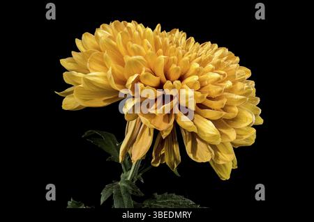 Gros plan d'une fleur de chrysanthème jaune doré éclatante recouverte de gouttelettes de rosée fraîche isolée sur fond noir, Odessa, Ukraine, Europe Banque D'Images