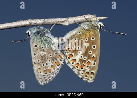 Blue (Polyommatus bellargus Adonis) Banque D'Images
