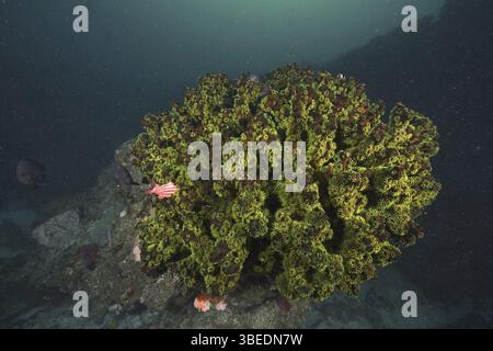 Arbre vert corail (Tubastrea micranthus) Banque D'Images