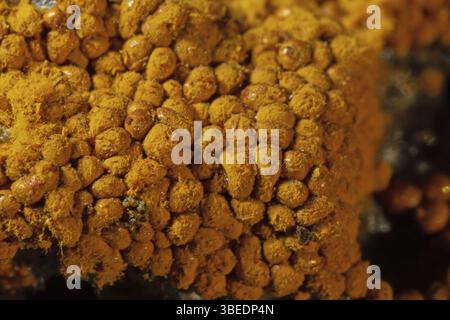 Plumeau jaune pseudo-capillaire (Hemitrichia clavata) Banque D'Images