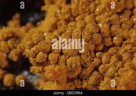 Plumeau jaune pseudo-capillaire (Hemitrichia clavata) Banque D'Images