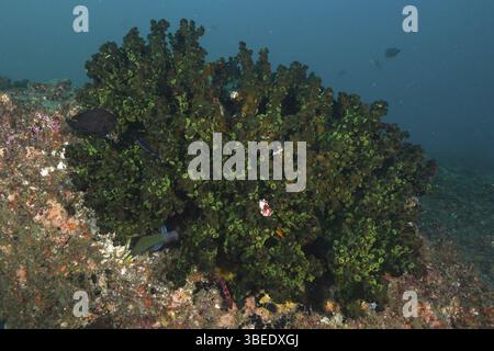 Arbre vert corail (Tubastrea micranthus) Banque D'Images