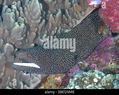 Moray à bouche blanche (Gymnothorax meleagris) Banque D'Images