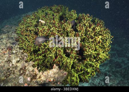 Arbre vert corail (Tubastrea micranthus) Banque D'Images