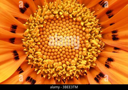 Gros plan extrême du centre d'une fleur de gazania orange montrant une structure détaillée. Banque D'Images