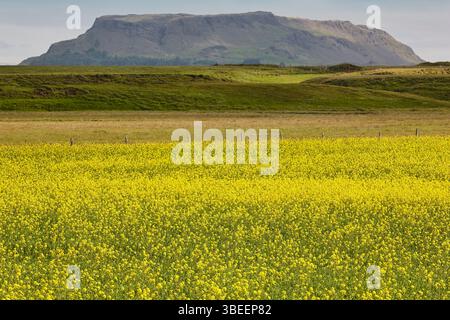 Champ de printemps plein de fleurs jaunes. Fleurissez dans la nature. Islande Banque D'Images