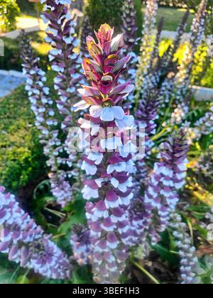 Gros plan fleur de mollis d'acanthus pourpre. Ours breeche en gros plan dans le jardin d'été. Groupe ou buisson d'acanthacées herbes. Banque D'Images