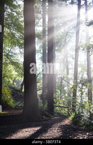 Lumière qui brille à travers les hauts arbres d'un temple à Yamadera, Yamagata. Banque D'Images