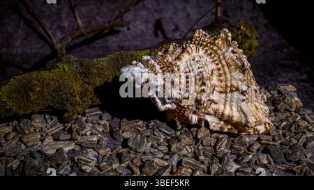 Image détaillée d'une coquille de mer texturée reposant sur de petits cailloux, avec une branche couverte de mousse en arrière-plan, mettant en valeur des éléments côtiers naturels Banque D'Images