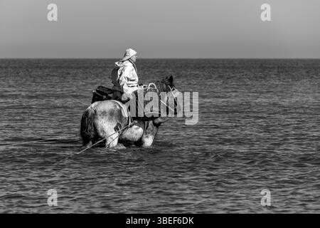 Pêcheur de crevettes à cheval noir et blanc en mer du Nord avec cheval de trait du Brabant belge, Oostduinkerke, Belgique. Banque D'Images