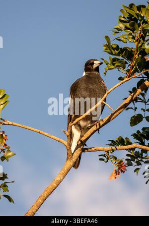 Pie australienne (cracticus tibicen) perchée dans un arbre aux feuilles vertes, contre un ciel bleu. Automne dans un jardin du Queensland. Noir et blanc brillant. Banque D'Images