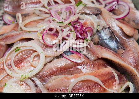 Filet de hareng mariné avec oignon et aneth dans l'huile. Banque D'Images