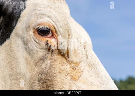 Gros plan de l'oeil de vache, un noir et blanc, gros plan d'un laitier noir et blanc, regardant calme et tranquille Banque D'Images