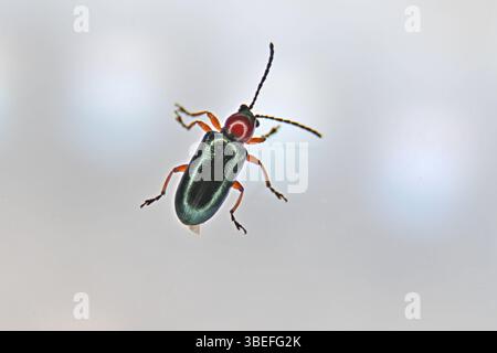Coléoptère des feuilles de céréales, oulema melanopus Banque D'Images
