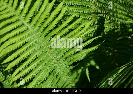 Gros plan de feuilles de fougères vertes éclatantes (Polypodium vulgare) illuminées par la lumière du soleil. La texture détaillée et la symétrie naturelle créent un f frais et vif Banque D'Images