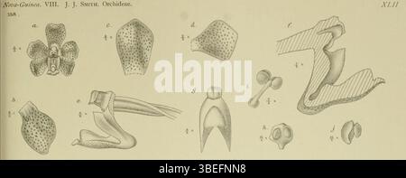 L'illustration de Johannes Jacobus Smith de 1907 représente Sarcanthopsis warocqueana, une espèce d'orchidée précédemment classée comme Vandopsis warocqueana. La plaque détaillée souligne ses caractéristiques florales uniques. Banque D'Images