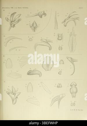 Cette plaque de Johannes Jacobus Smith de 1909 'Nova Guinea' présente des orchidées de Dendrobium, y compris Dendrobium pruinosum, Dendrobium quinquedentatum, Dendrobium erectifolium et Dendrobium poneroides (anciennement Dendrobium isochiloides var. pumilum). Ces espèces sont importantes dans la taxonomie du genre Dendrobium. Banque D'Images