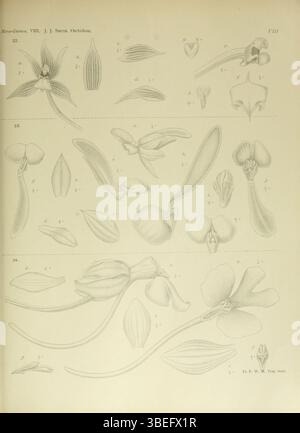 La planche 8 de Nouvelle-Guinée (1909) présente des espèces comme Plocoglottis striata, Calanthe bicalcarata et Calanthe engleriana. Ces orchidées ont été initialement décrites par Johannes Jacobus Smith et contribuent à la compréhension de la biodiversité des plantes tropicales. Banque D'Images