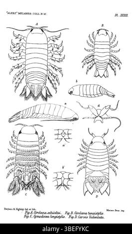La publication de 1884 d'E.J. Miers détaille plusieurs espèces de crustacés, dont Aatolana schioedtei (anciennement Cirolana schioedtei), des collections zoologiques du HMS Alert lors de son voyage de 1881-1882. Banque D'Images