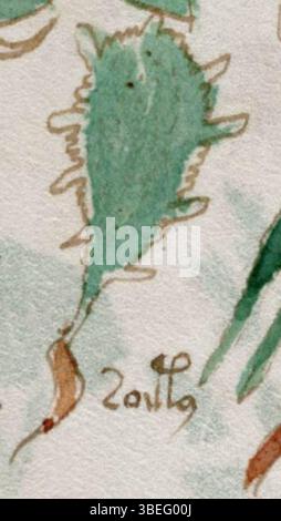 Ce détail du manuscrit Voynich (f100r) se concentre sur une des plantes de la section pharmaceutique. Le manuscrit, originaire du XVe siècle, contient des illustrations énigmatiques et une écriture non déchiffrée. Banque D'Images