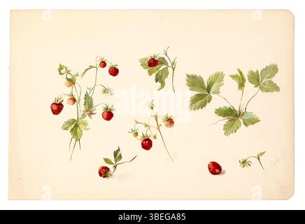 APPAREIL PHOTO NUMÉRIQUE OLYMPUS Banque D'Images