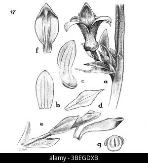Ceratostylis macra est une espèce décrite par Johannes Jacobus Smith en 1936. Cette plante, originaire de Nouvelle-Guinée, est représentée dans une illustration botanique tirée de l'œuvre de Smith, fournissant des détails importants pour l'étude de la flore dans la région. Banque D'Images