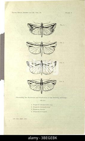 Cette illustration, tirée du volume 76 des 'transactions of the Royal Society of New Zealand' publiées en 1946, a été créée par George Howes. Le travail fait partie de la contribution de Howes à l'étude scientifique et à la documentation de l'histoire naturelle de la Nouvelle-Zélande, en particulier sa flore et sa faune. Banque D'Images