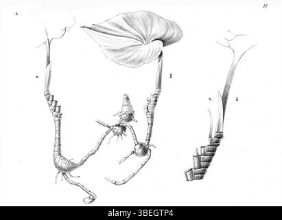 Cette illustration botanique de 1913 montre *Nervilia acuminata*, une espèce d'orchidée trouvée en Nouvelle-Guinée. L'illustration a été créée par Johannes Jacobus Smith, un botaniste notable. Banque D'Images