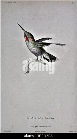 Cette œuvre représente un jeune mâle Calypte anna, communément appelé Hummingbird d'Anna, rendu par Antoine Germain Bevalet, gravé par Narcisse Claude Julien Rémond et sculpté par Jean Louis Denis Coutant, daté du 4 janvier 1830. Banque D'Images
