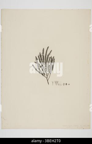 Cette gravure de Sydney Parkinson, montrant le spécimen botanique Styphelia nesophila, a été créée lors des voyages en mer du Sud de l'Endeavour (1768-1771) et fait partie de la collection botanique du musée d'Auckland. Banque D'Images