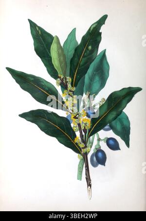 Assiette de Rebecca Hey 'The Spirit of the Woods' illustrant la baie et les palmiers, mettant en valeur ses dessins botaniques détaillés de divers arbres et plantes au XIXe siècle. Banque D'Images