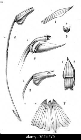 Cette illustration de 1913 de Johannes Jacobus Smith présente *Mediocalcar paradoxum subsp. Latifolium*, espèce d'orchidée originaire de Nouvelle-Guinée. Le dessin détaillé met en valeur sa structure botanique unique. Banque D'Images