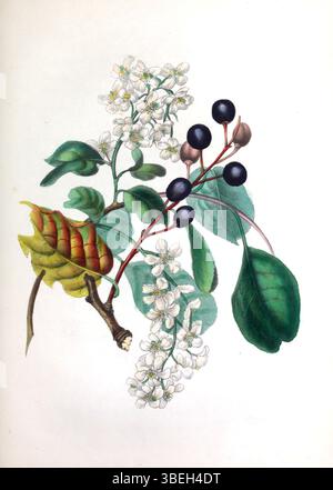 Assiette tirée de « L'esprit des bois » illustrant le cerisier oiseau, qui fait partie des études botaniques de Rebecca Hey du XIXe siècle. Banque D'Images
