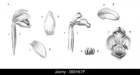 L’illustration de Johannes Jacobus Smith représente *Aphyllorchis pallida*, une espèce d’orchidée de Papouasie-Nouvelle-Guinée, détaillant sa structure florale et sa signification botanique. Banque D'Images