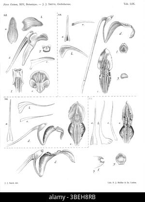 Cette plaque de 1929 provenant de la Nouvelle Guinée de Johannes Jacobus Smith comprend quatre espèces de Dendrobium : Dendrobium doormanii, Dendrobium stelliferum, Dendrobium mamberamense et Dendrobium tortitepalum. Les espèces sont détaillées dans le contexte de leur classification dans la famille des orchidées. Banque D'Images