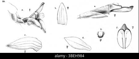 Cette illustration botanique de Johannes Jacobus Smith représente *Ceratostylis sessilis*, une espèce rare d'orchidées de Nouvelle-Guinée. L'illustration de 1913 fournit une vue détaillée de sa forme et de ses caractéristiques florales. Banque D'Images