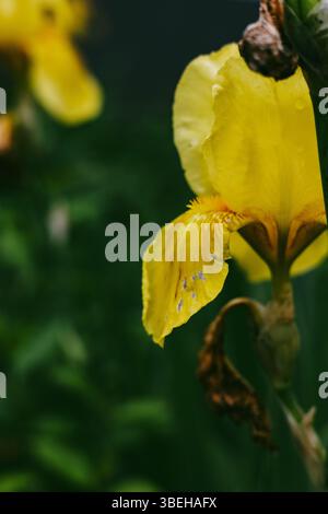 Iris jaune éclatant en pleine floraison, mettant en valeur ses détails complexes sur un fond vert flou. Un gros plan saisissant capture la beauté des fleurs. Banque D'Images
