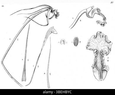 Cette illustration de *Dendrobium longicolle*, classée à l'origine *Dendrobium compresicolle*, a été créée par Johannes Jacobus Smith en 1913. La plante est présentée dans *Nova Guinea*, soulignant la contribution de Smith à l’étude et à l’illustration des orchidées au début du XXe siècle. Banque D'Images
