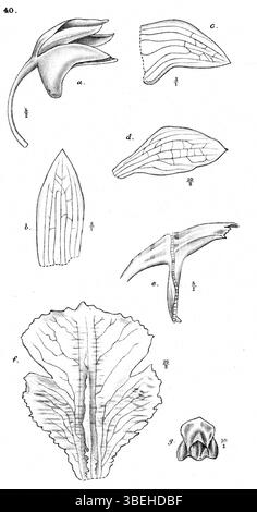 L'illustration de 1913 par Johannes Jacobus Smith montre l'espèce d'orchidée Dendrobium rugulosum, originaire de Nouvelle-Guinée. Ce travail botanique a contribué à l'étude détaillée des orchidées au début du XXe siècle. Banque D'Images