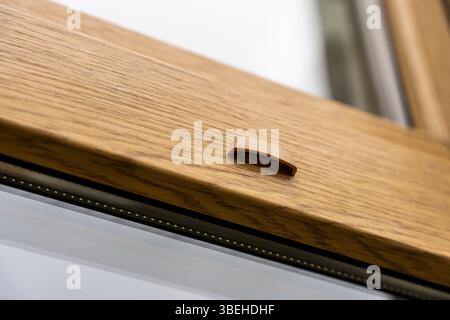 Cadre de fenêtre en bois moderne avec évent en gros plan, montrant la texture et la qualité du design contemporain de la maison Banque D'Images