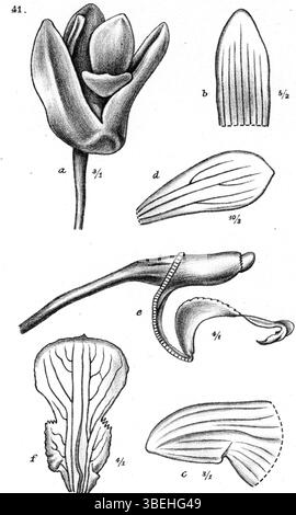Cette illustration botanique de Johannes Jacobus Smith en 1913 représente *Dendrobium erectopatens*, une espèce d'orchidée de Nouvelle-Guinée. L’œuvre met en évidence les détails complexes de la structure de la fleur et sa classification botanique. Banque D'Images